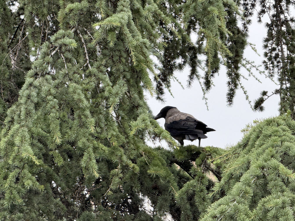 Nature photography